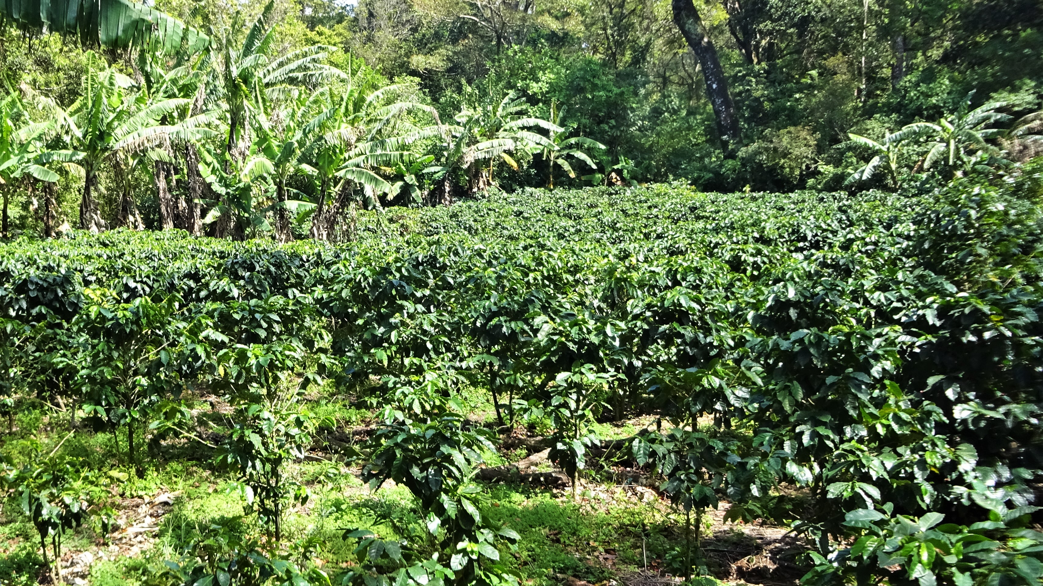 Monteverde Coffee, Sugar and Chocolate Plantation